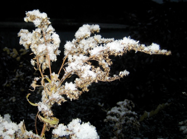 First snow clings to goldenrod on a dusky ride home